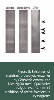 Effect of Dietary Inclusion of Seaweeds on Intestinal Proteolytic Activity of Juvenile Sea Bream, Sparus Aurata - Image 3