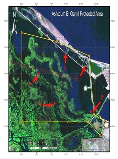Benthic Invertebrate Fauna in Ashtoum El Gamil Protected Area (Lake Manzalah) - Image 2