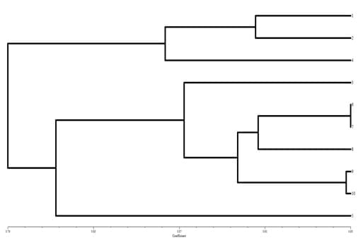 To evaluate genetic variation within and among the two different stocks of Catla catla in Orissa based on RAPD profiles - Image 11