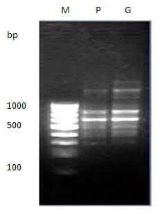 To evaluate genetic variation within and among the two different stocks of Catla catla in Orissa based on RAPD profiles - Image 13