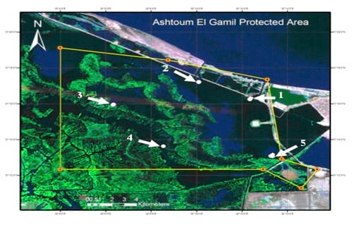 A Survey Study on Ashtoum El-Gamil Park's Water Concerning Phytoplankton Populations - Image 1