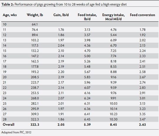 Growth and development implications of marketing pigs at heavier weights - Image 4