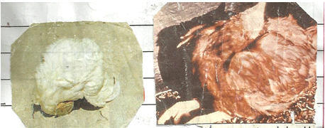 Newcastle Disease Viruses - Image 4