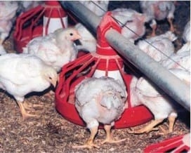 Safe feeds save the bottom line in unsafe times - Image 1