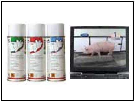 Focus on lameness and claw health - Image 3