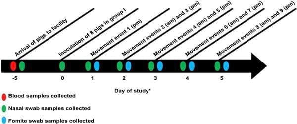 Indirect Transmission of Influenza A Virus between Pig Populations under Two Different Biosecurity Settings - Image 4