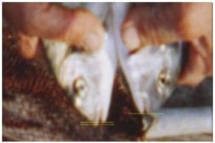 A Review on Population Characteristics of Gilthead Seabream (Sparus aurata) - Image 2