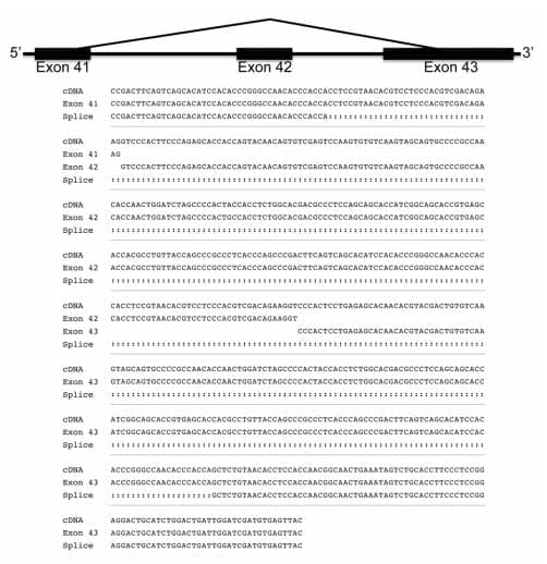 Cloning, Annotation and Developmental Expression of the Chicken Intestinal MUC2 Gene - Image 12