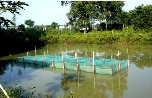 Effects of Sangrovit® on the performances of tra catfish (Pangasius hypophthalmus) cultured in earthen ponds - Image 1