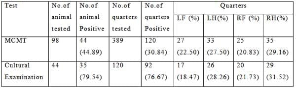 Prevalence and Antibiogram Pattern of Sub-Clinical Mastitis in Crossbred Cow - Image 1