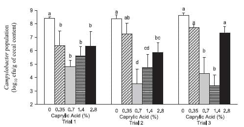 Therapeutic Supplementation of Caprylic Acid in Feed Reduces Campylobacter jejuni Colonization in Broiler Chicks - Image 1