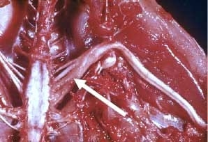 Marek's Disease (MD, Range Paralysis, Gray Eye) - Image 1