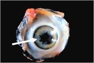 Marek's Disease (MD, Range Paralysis, Gray Eye) - Image 6