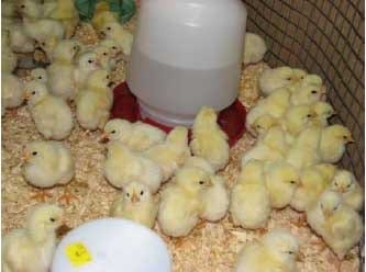 Basics for Raising Backyard Chickens - Image 4