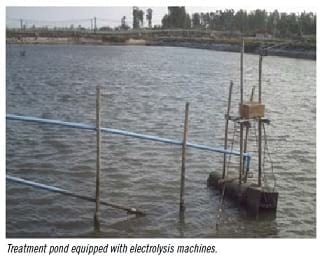 A successful production of black tiger shrimp in the Philippines - Image 2