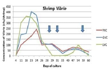 A successful production of black tiger shrimp in the Philippines - Image 4