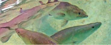 Case Studies on Aquaculture Health in Australia - Image 5