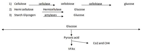 A Pocket Guide To Ruminant Digestion - Image 4