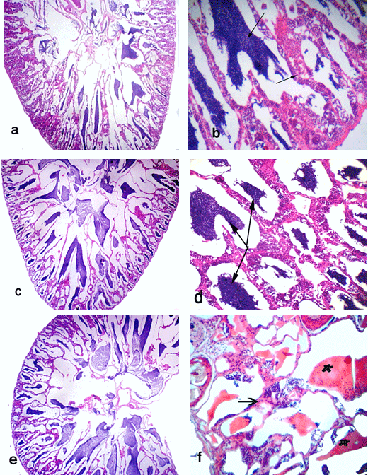 Effect of some Commercial Feed Additives on the Structure of Gonads and Microbiology of Nile Tilapia (Oreochromis Niloticus) Fish - Image 4