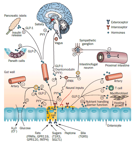 The Gut as a Sensory Organ - Image 5