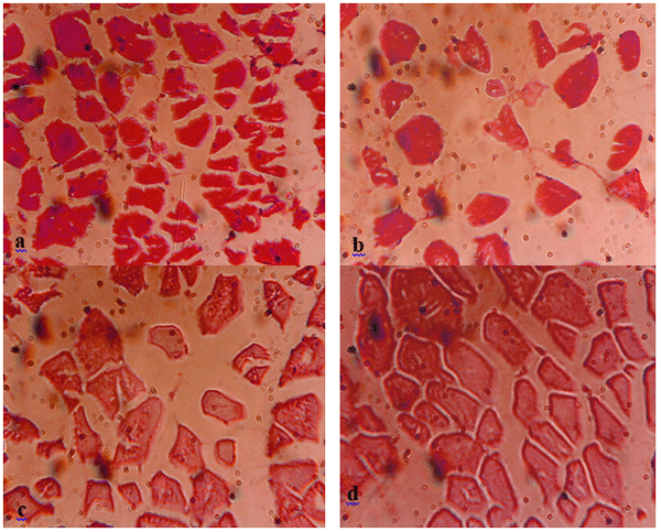 Effect of Different Sources and Levels of some Dietary Biological Additives on:III- Body Composition of Nile Tilapia Fish - Image 9