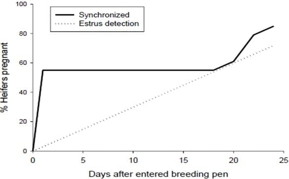 Synchronization programs in dairy heifers: push the gas pedal when needed! - Image 4