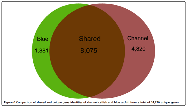 Assembly of 500,000 inter-specific catfish expressed sequence tags and large scale gene-associated marker development for whole genome association studies - Image 11