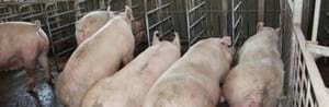 Mixing Sows – How to Maximise Welfare - Image 11