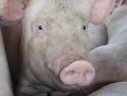 Mixing Sows – How to Maximise Welfare - Image 1