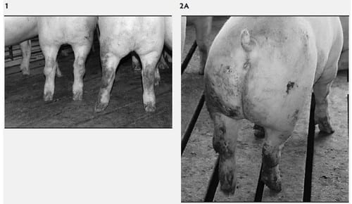 Mycoplasma hyosynoviae A Case Study: Quantitative assessment of incidence and severity across time alongside a diagnostic monitoring plan and intervention - Image 1