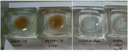 Efficacy of Herbal Fly Repellent Product (Keetguard Liquid) to Control Musca Domestica Population in Poultry Egg Layer Farm - Image 3