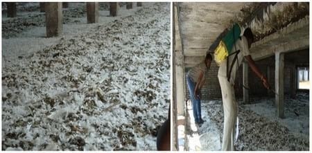 Efficacy of Herbal Fly Repellent Product (Keetguard Liquid) to Control Musca Domestica Population in Poultry Egg Layer Farm - Image 1