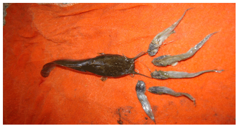 Reducing the Cannibalism among newly hatched African Catfish, Clarias gariepinus, Fry by Grading - Image 11