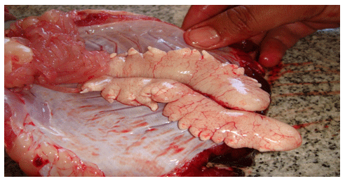 Reducing the Cannibalism among newly hatched African Catfish, Clarias gariepinus, Fry by Grading - Image 3