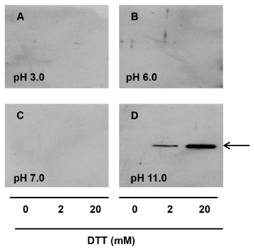 Ovocalyxin-36 Is a Pattern Recognition Protein in Chicken Eggshell Membranes - Image 2