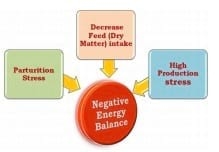 Knowing the Hidden Enemy of Dairy Animals - Image 2
