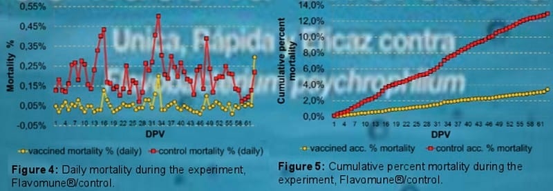 Bath vaccination of rainbow trout (Oncorhynchus mykiss Walbaum) against Flavobacterium psychrophilum under field conditions in Chile - Image 5