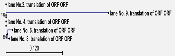 Prevalence of Very Virulent Infectious Bursal Disease Virus (IBDV) in Egyptian Delta - Image 10