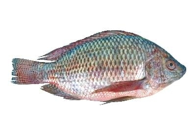 XTRACT® Fish improves performance and resistance to disease in Nile tilapia - Image 1