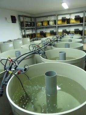 XTRACT® Fish improves performance and resistance to disease in Nile tilapia - Image 2