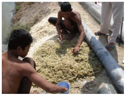Successful production in semi-biofloc in Indonesia - Image 3