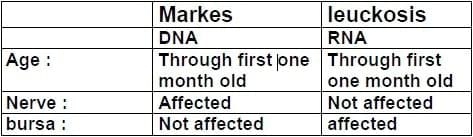 Marek`s disease: Tumors in poultry - Image 9