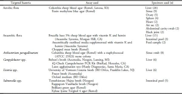 Avian Hepatitis E Virus Infection in Organic Layers - Image 3