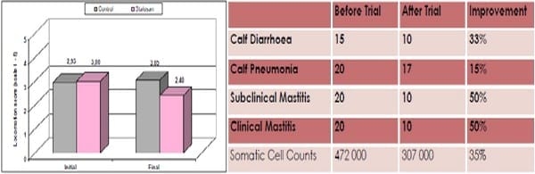 Effect of Stalosan F powder application on the improvement of animal welfare in cattle stables - Image 3
