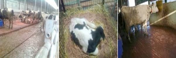 Effect of Stalosan F powder application on the improvement of animal welfare in cattle stables - Image 1