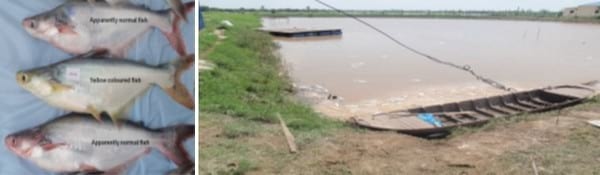 Major Non Infectious Diseases in Catfishes and their preventive measures - Image 7