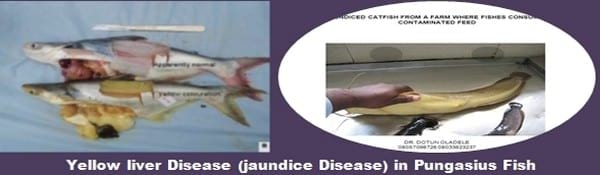 Major Non Infectious Diseases in Catfishes and their preventive measures - Image 5