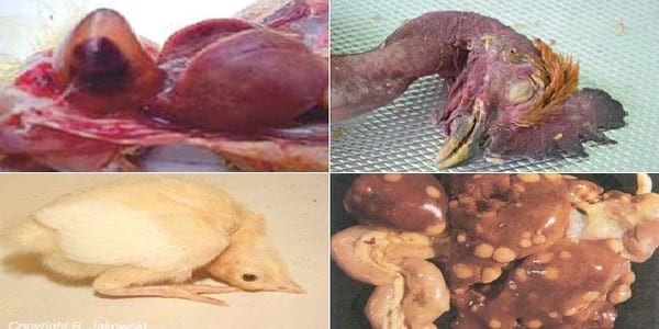 Major Vertically And Horizontally Transmitted Diseases In Poultry - Image 3