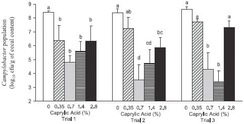 Therapeutic Supplementation of Caprylic Acid in Feed Reduces Campylobacter jejuni Colonization in Broiler Chicks - Image 1