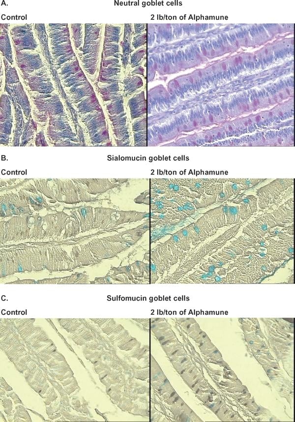 Gastrointestinal Maturation is Accelerated in Turkey Poults Supplemented with a Mannan-Oligosaccharide Yeast Extract (Alphamune) - Image 5